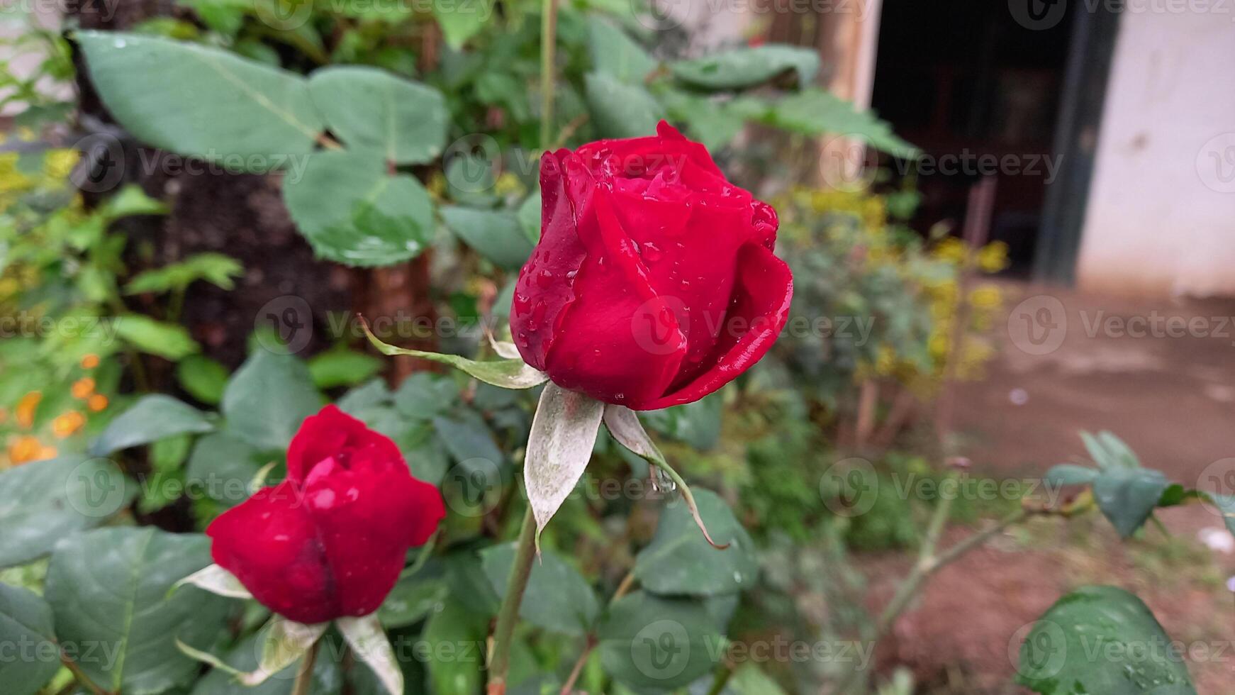 Vibrant Red and Pink Rose Flowers with Rich Colors and Elegant Composition Perfect for Various Design Projects and Creative Users photo