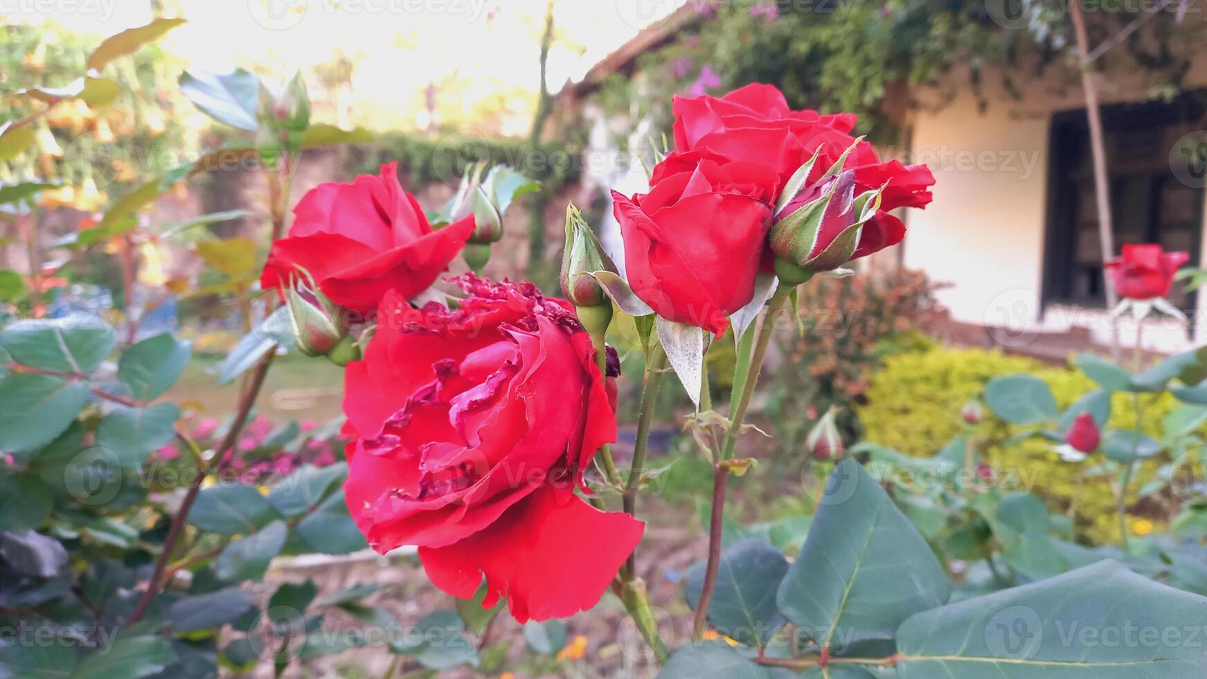 Vibrant Red and Pink Rose Flowers with Rich Colors and Elegant Composition Perfect for Various Design Projects and Creative Users photo