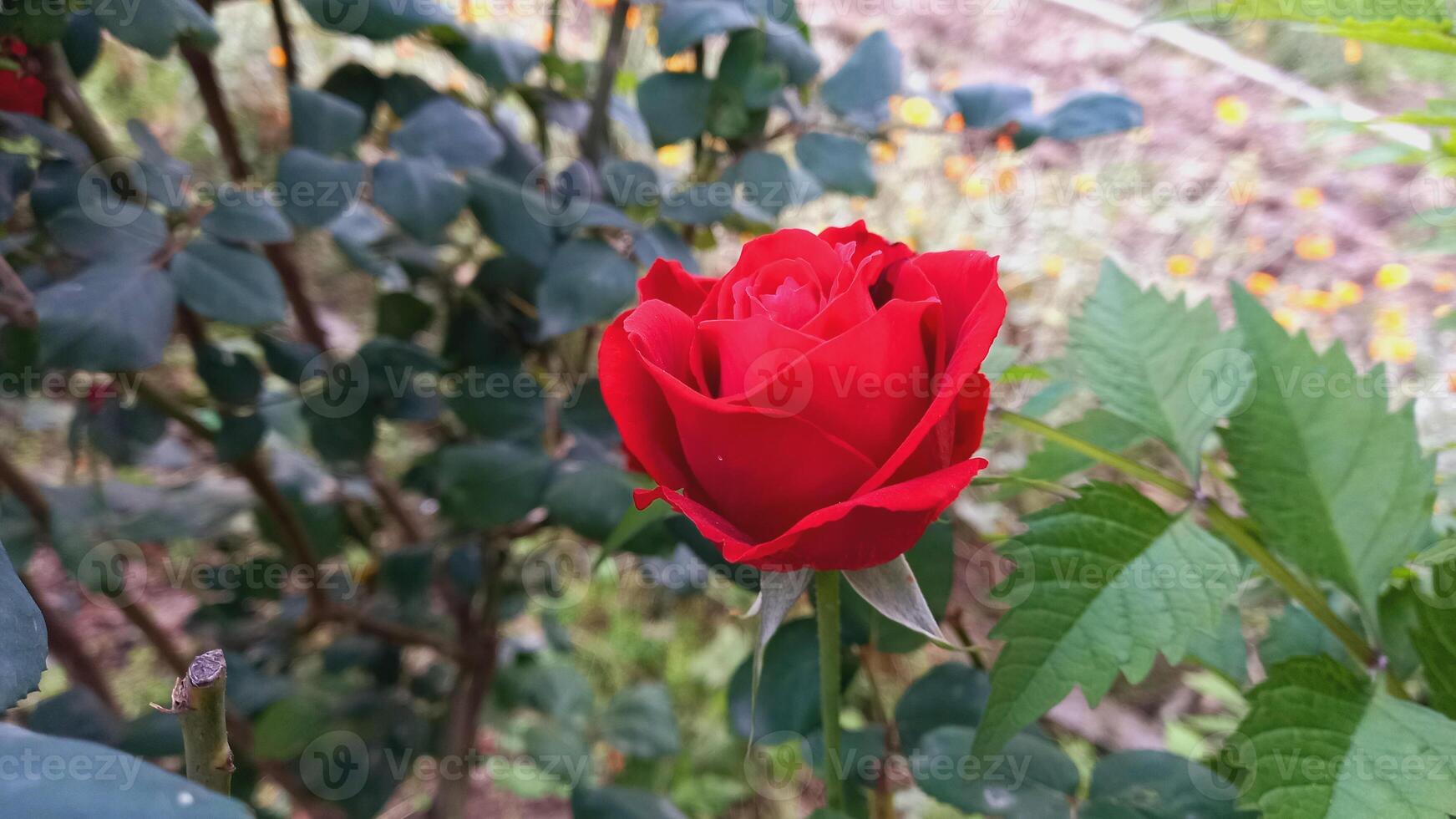 Vibrant Red and Pink Rose Flowers with Rich Colors and Elegant Composition Perfect for Various Design Projects and Creative Users photo