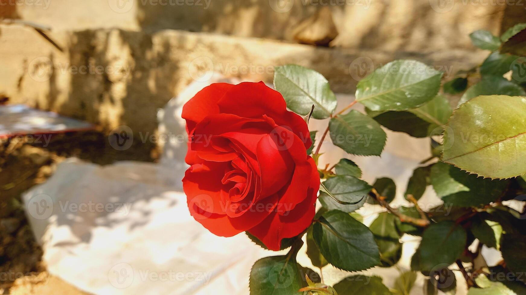 Vibrant Red and Pink Rose Flowers with Rich Colors and Elegant Composition Perfect for Various Design Projects and Creative Users photo