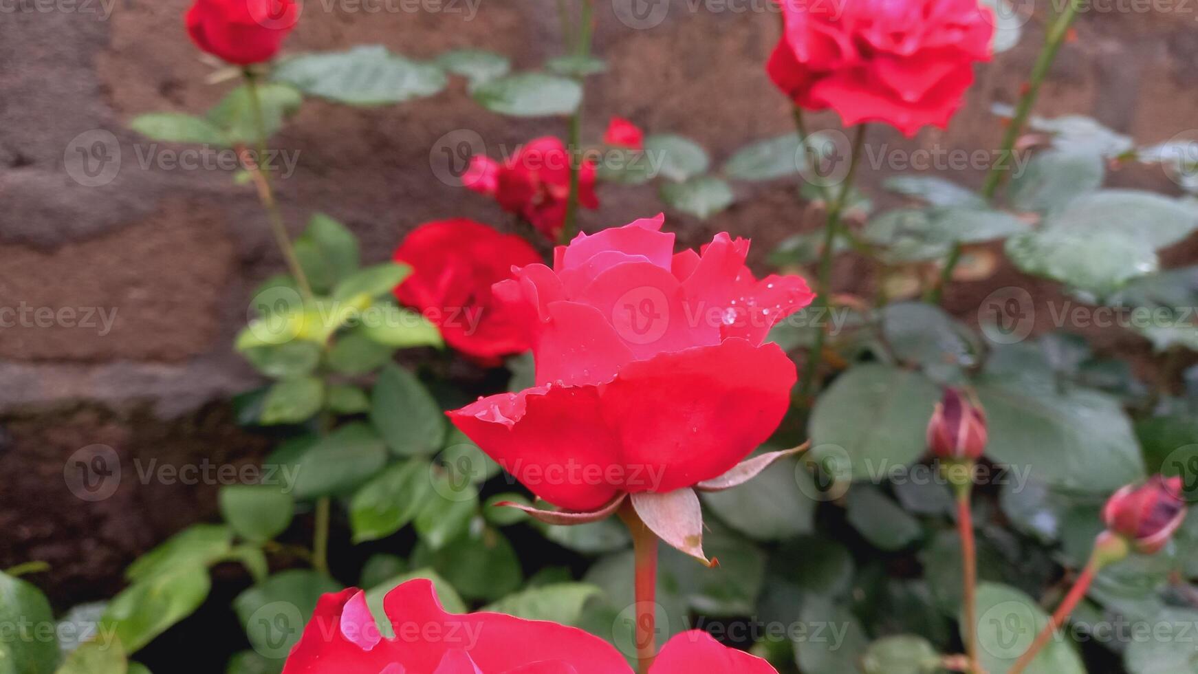 Vibrant Red and Pink Rose Flowers with Rich Colors and Elegant Composition Perfect for Various Design Projects and Creative Users photo