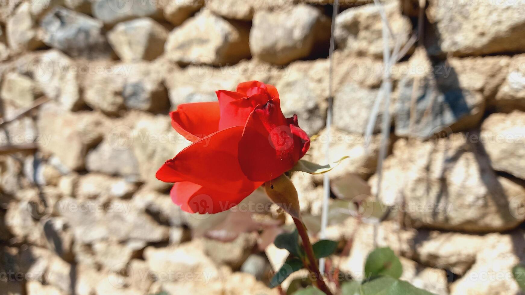 Vibrant Red and Pink Rose Flowers with Rich Colors and Elegant Composition Perfect for Various Design Projects and Creative Users photo