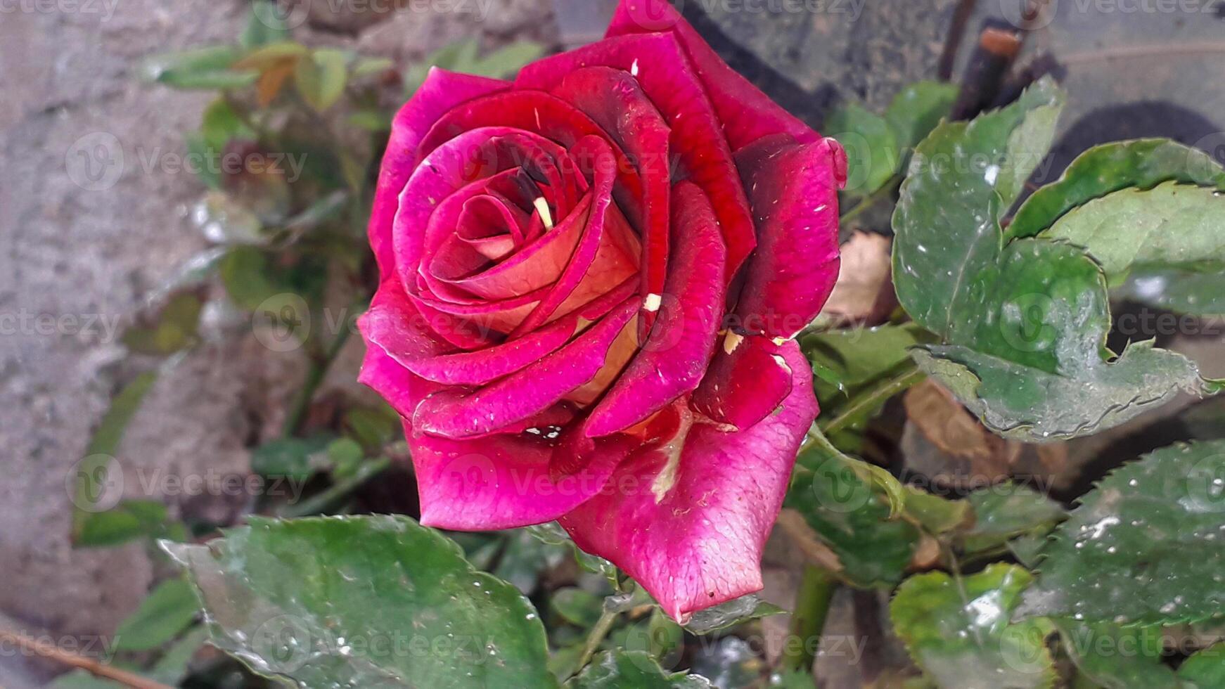 Vibrant Red and Pink Rose Flowers with Rich Colors and Elegant Composition Perfect for Various Design Projects and Creative Users photo