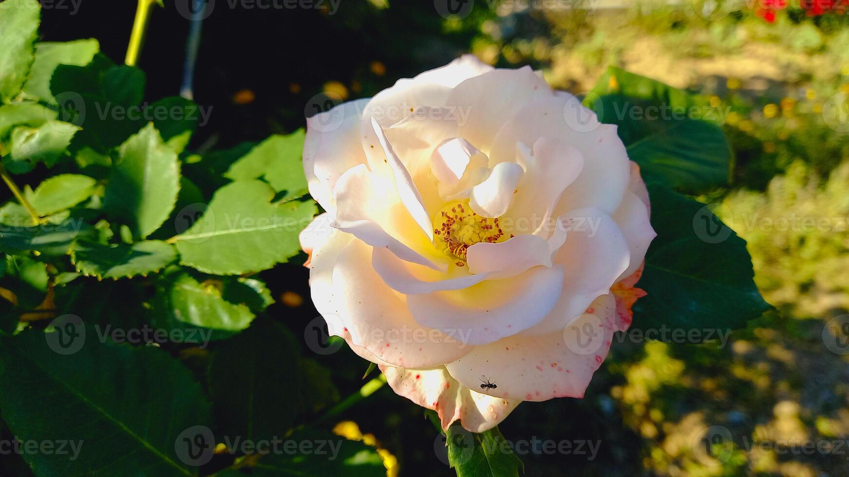 Pinky white Roses blooming photo