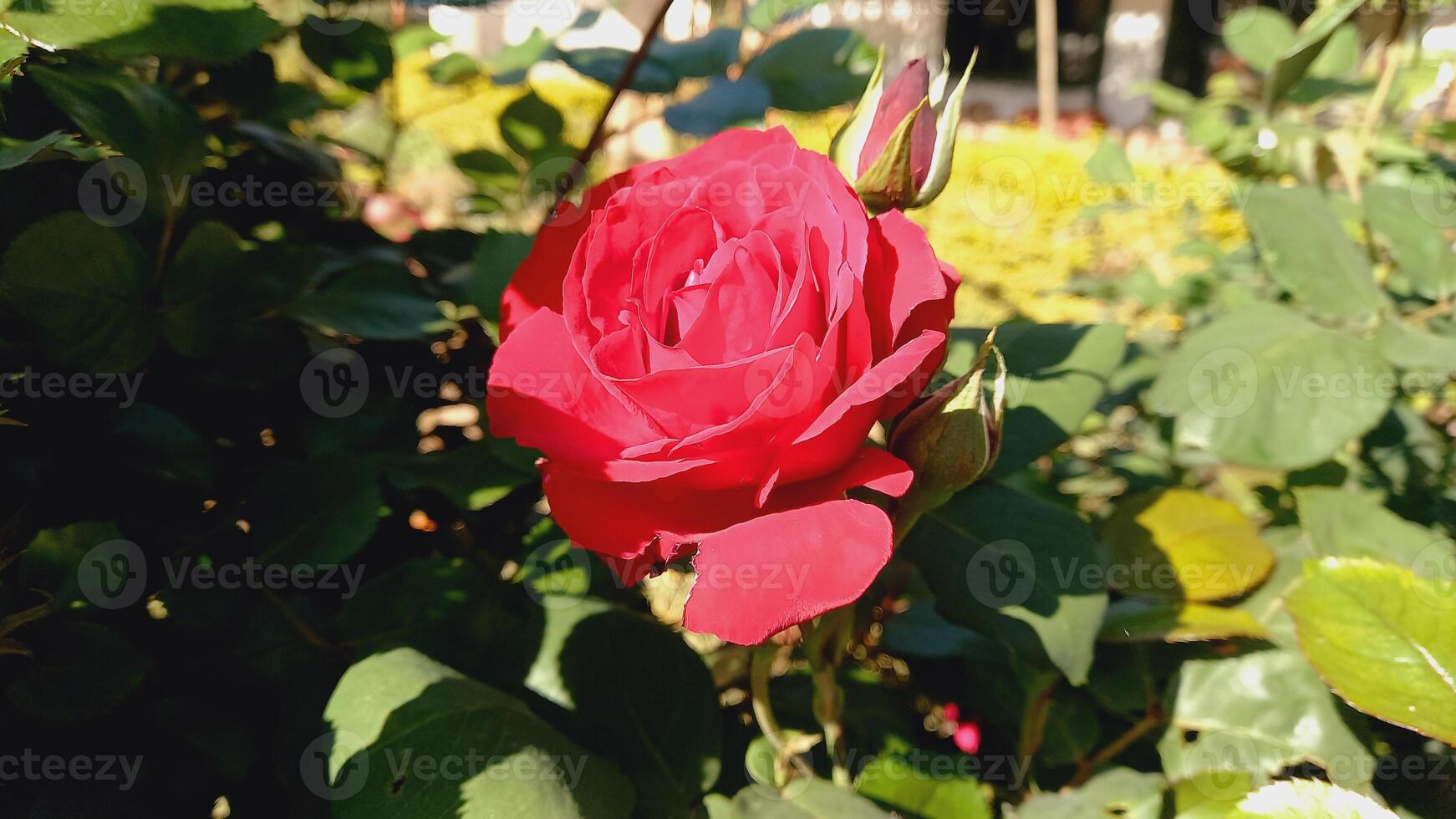 Vibrant Red and Pink Rose Flowers with Rich Colors and Elegant Composition Perfect for Various Design Projects and Creative Users photo