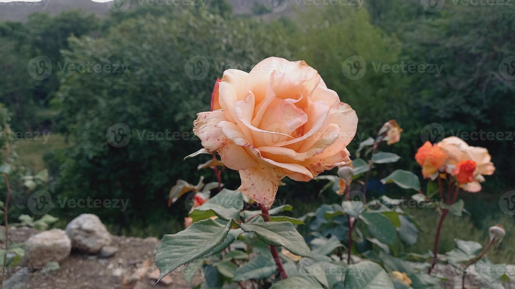 Pinky white Roses blooming photo
