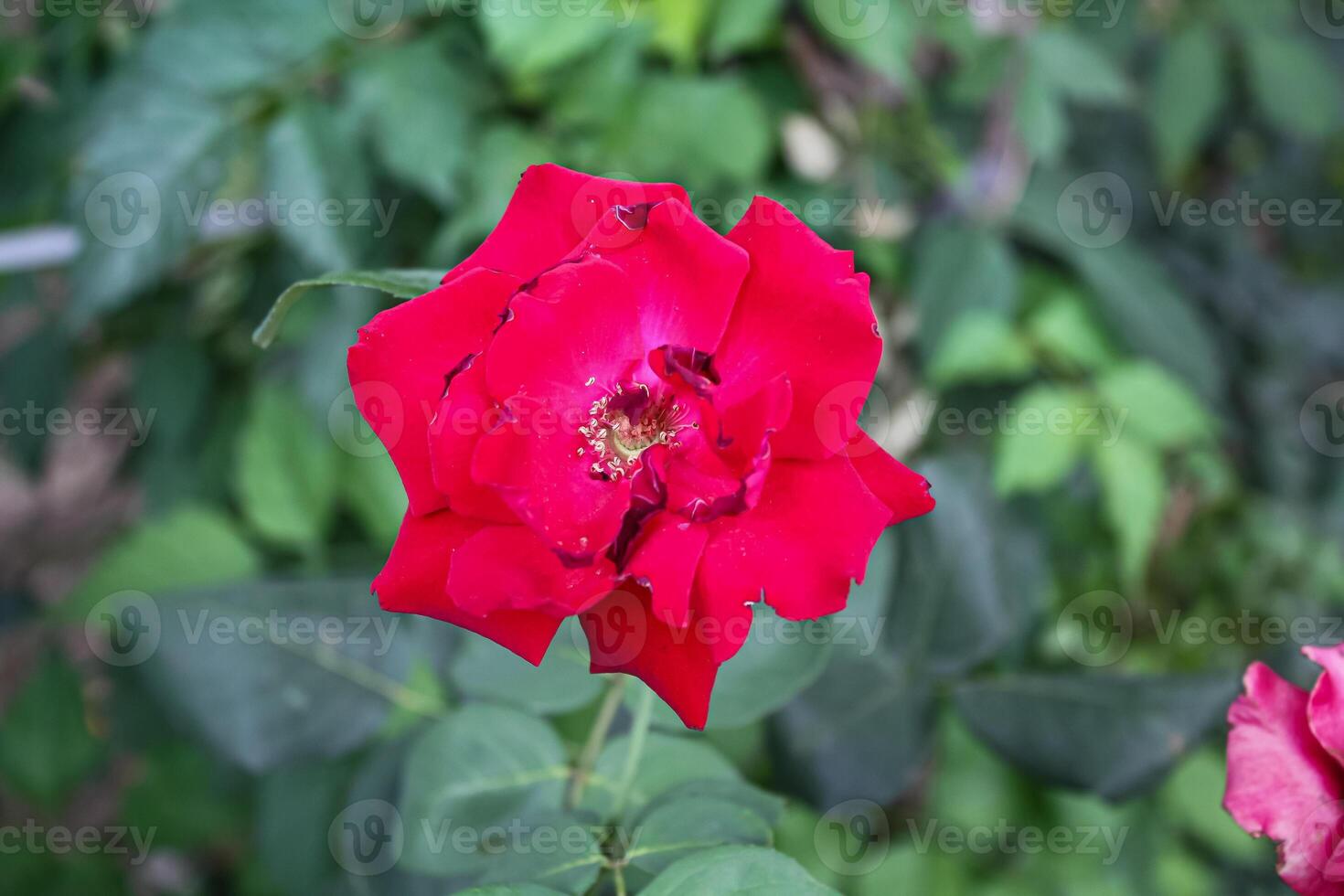 Vibrant Red and Pink Rose Flowers with Rich Colors and Elegant Composition Perfect for Various Design Projects and Creative Users photo