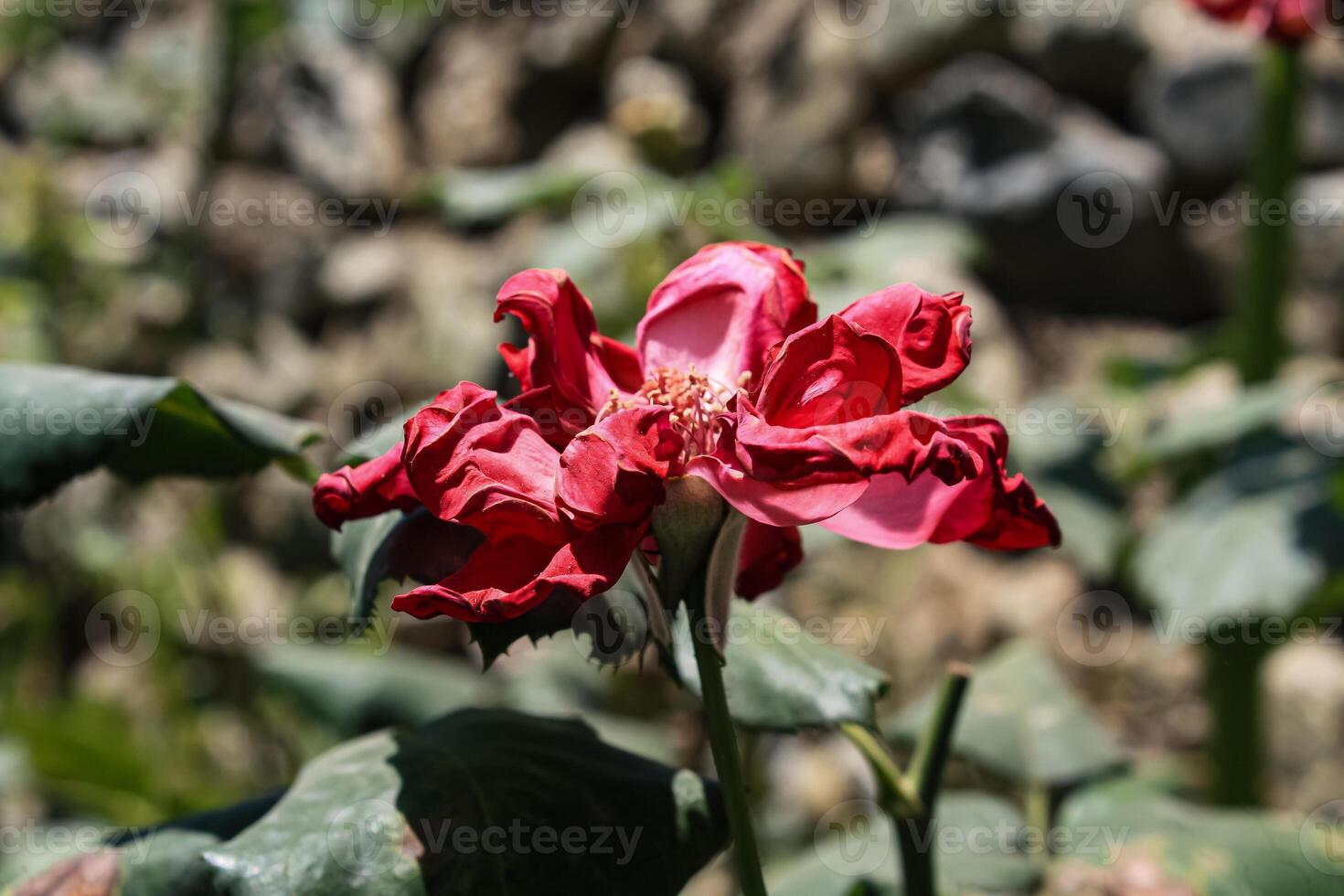 Vibrant Red and Pink Rose Flowers with Rich Colors and Elegant Composition Perfect for Various Design Projects and Creative Users photo