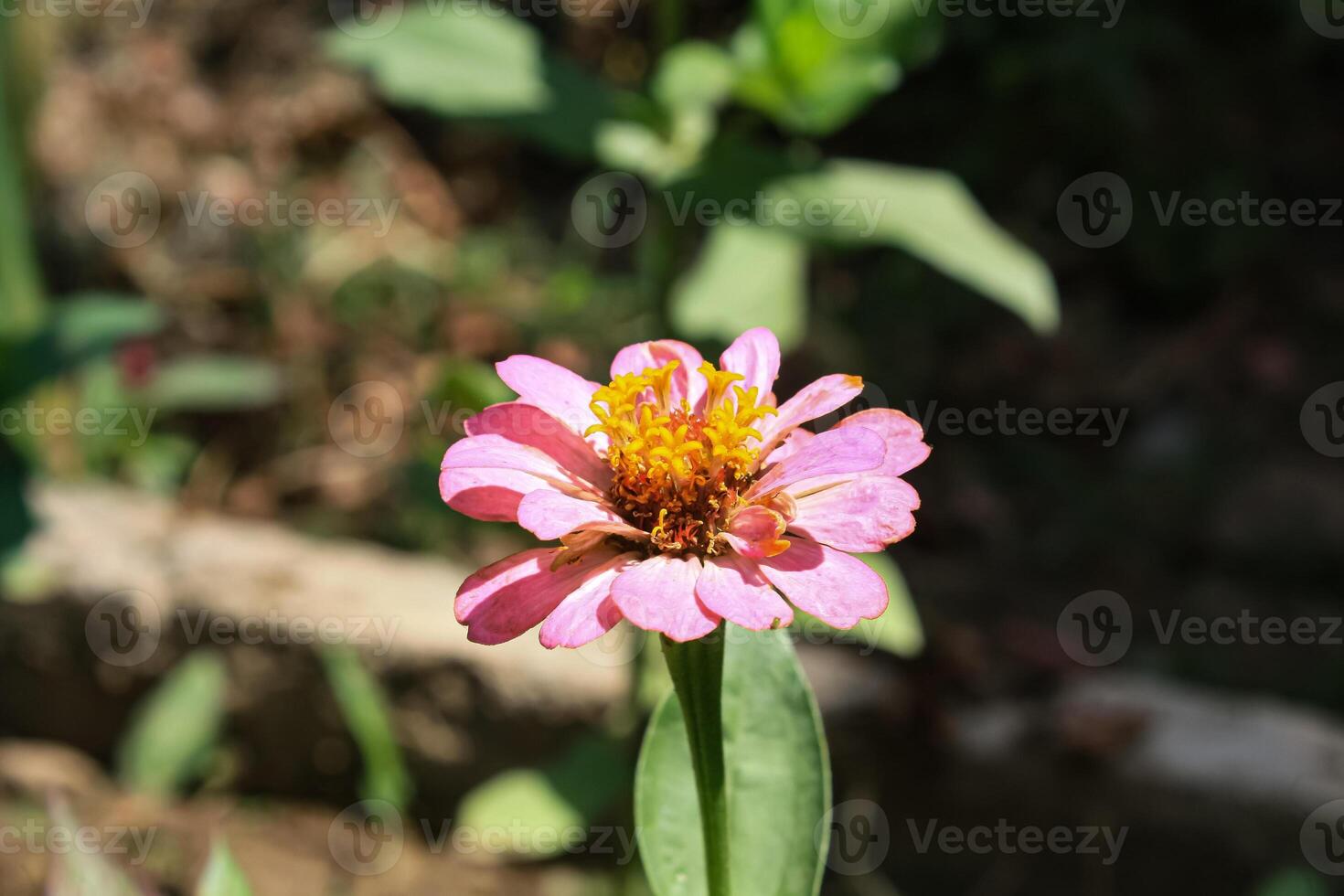 Zinnia, Old-fashioned, old maid, and Zennia elegans flowers photo
