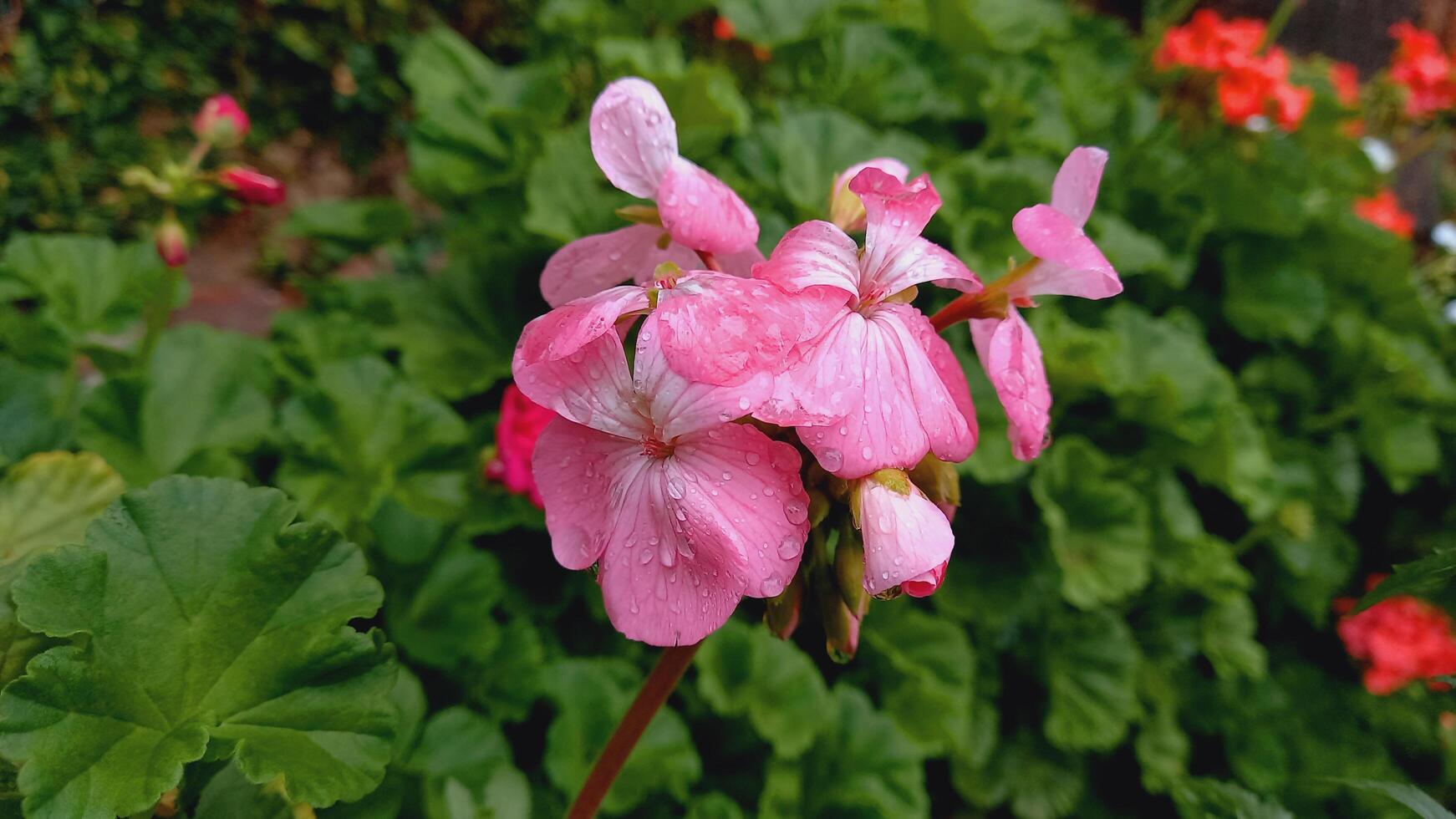 Geranium, Pelargoniums, or storksbills garden flowers photo