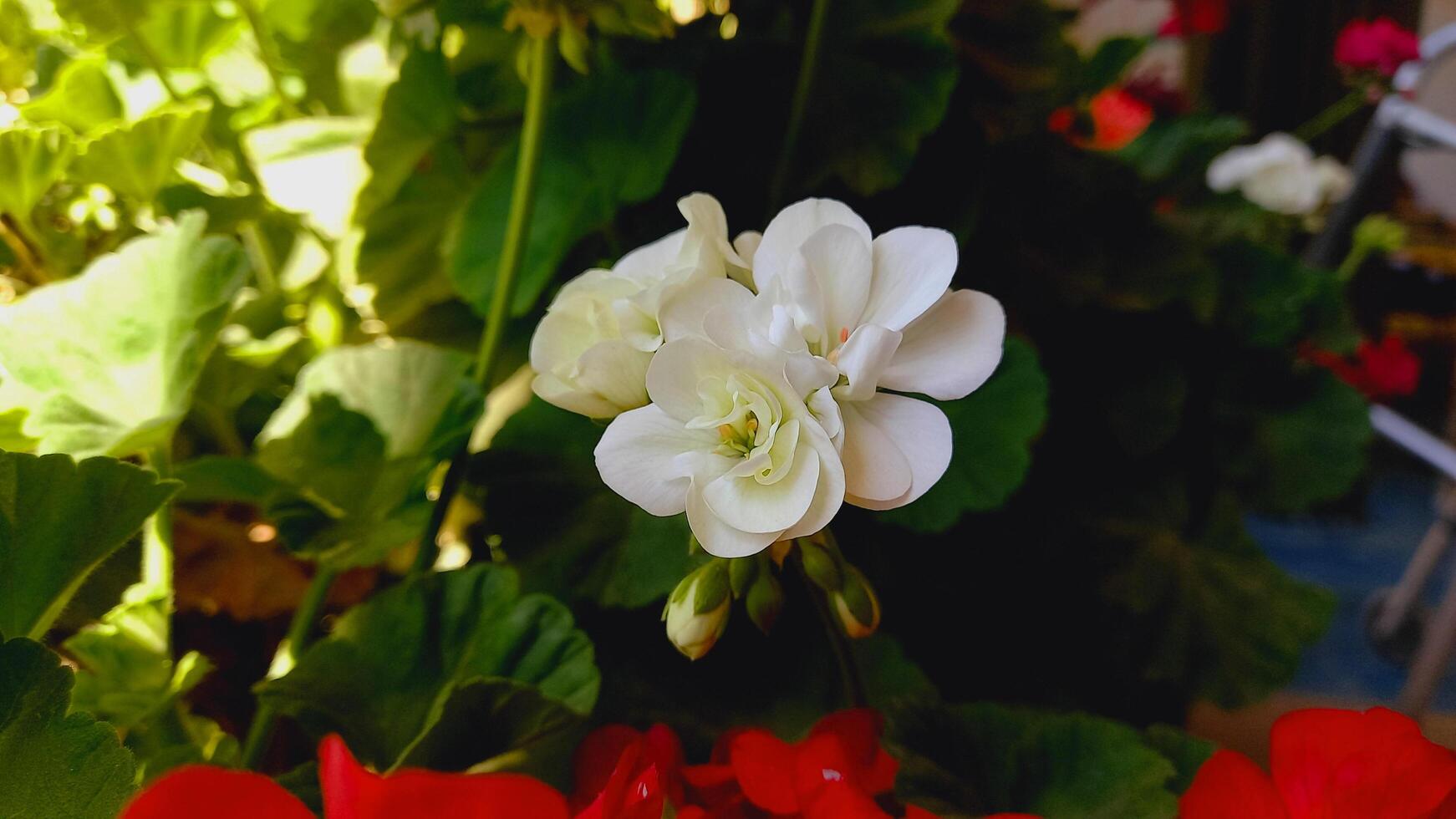 Geranium, Pelargoniums, or storksbills garden flowers photo