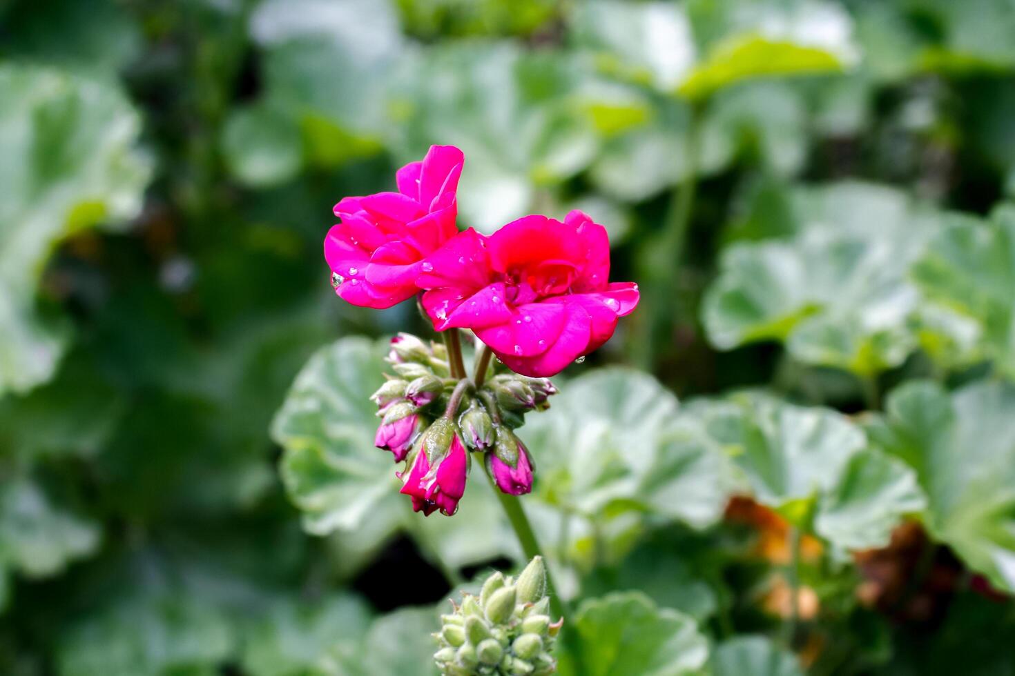 Geranium, Pelargoniums, or storksbills garden flowers photo