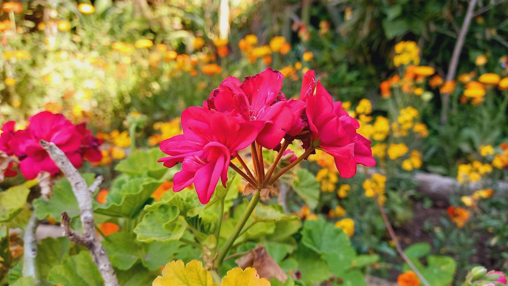 Geranium, Pelargoniums, or storksbills garden flowers photo