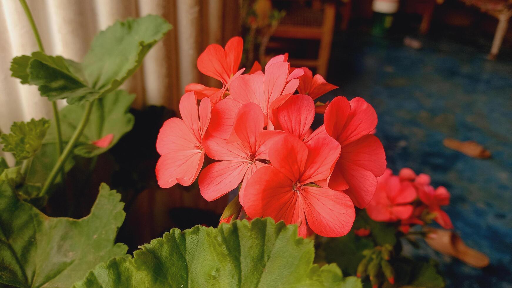 Geranium, Pelargoniums, or storksbills garden flowers photo