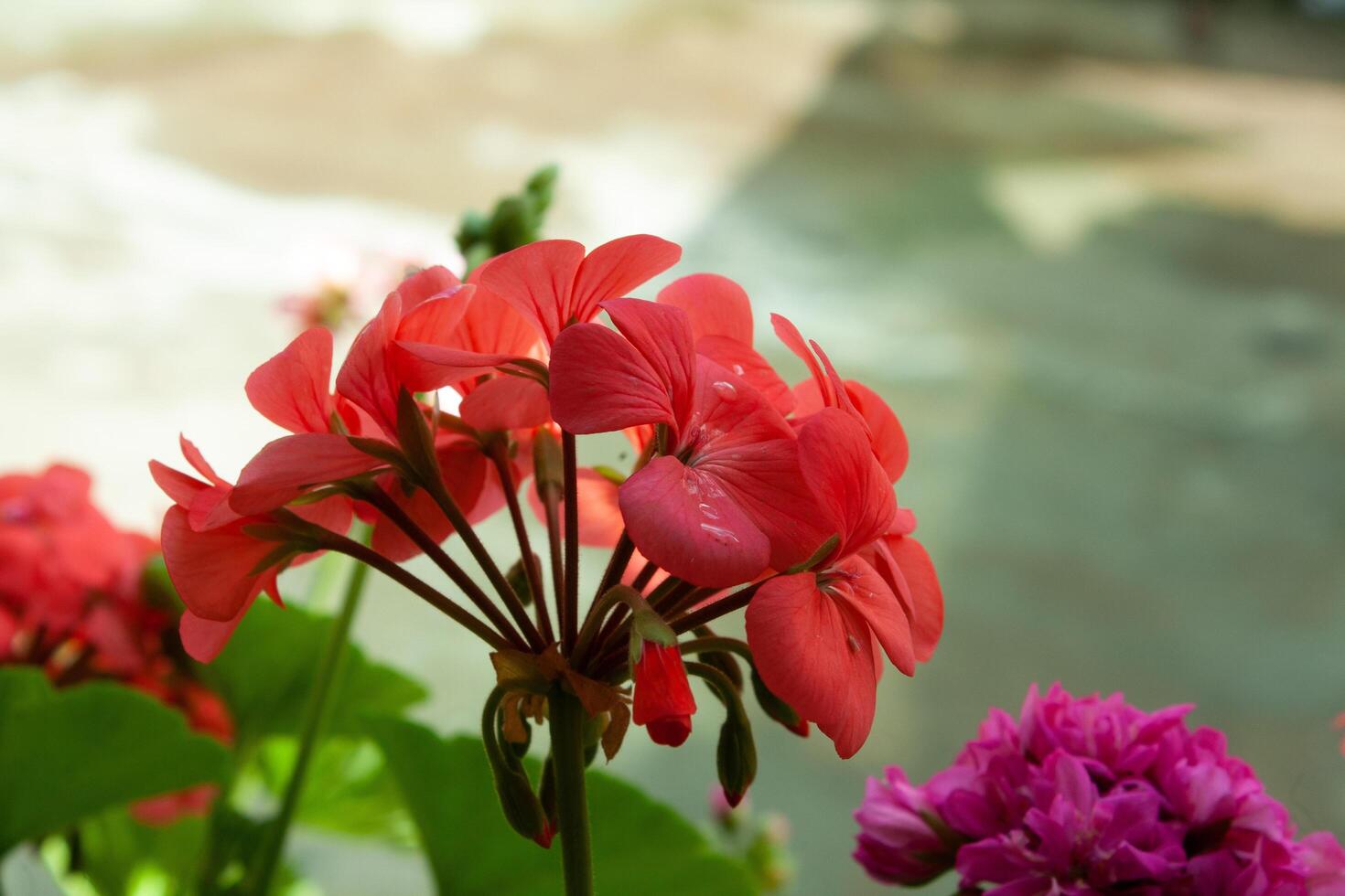 Geranium, Pelargoniums, or storksbills garden flowers photo