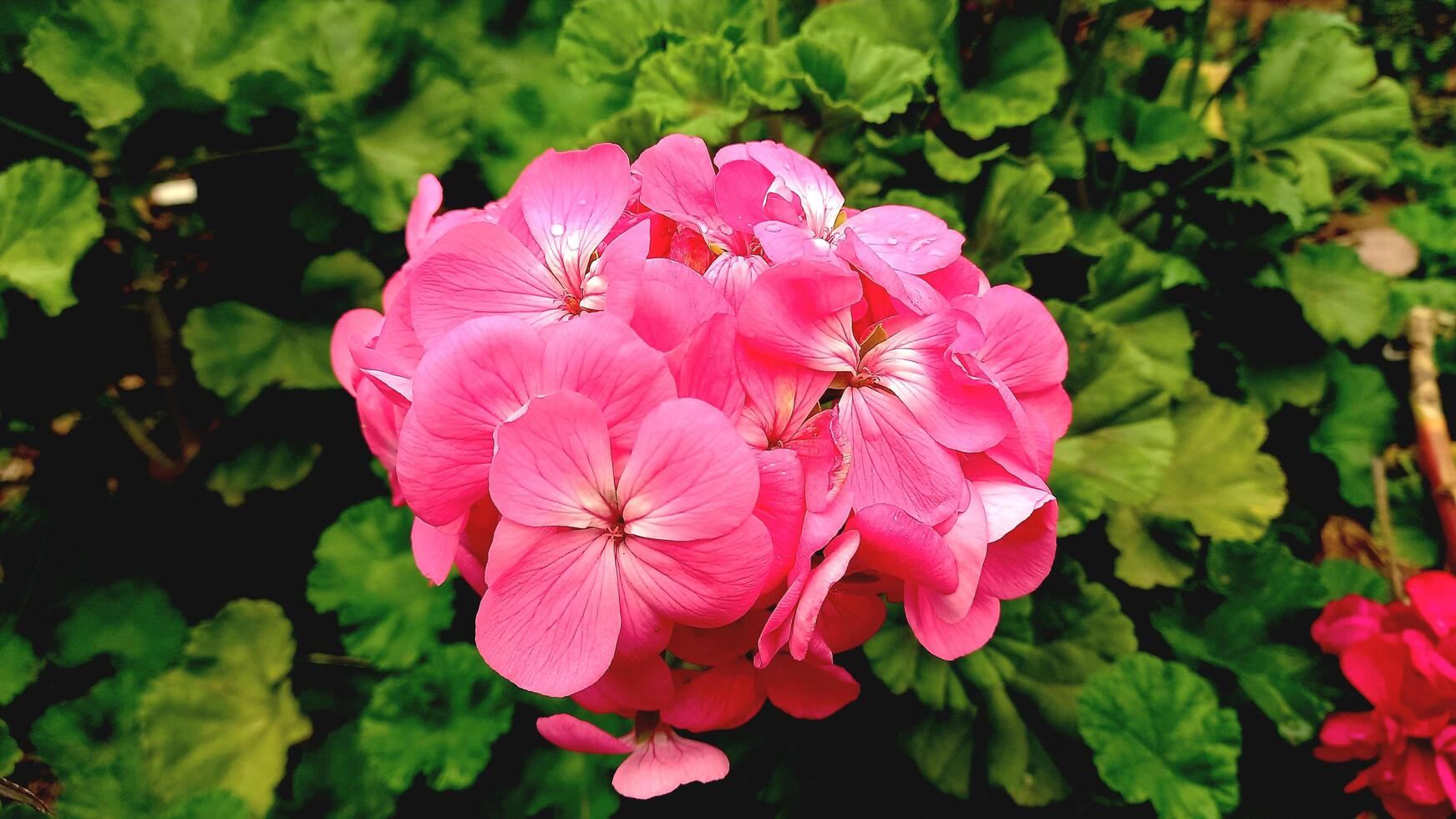 Geranium, Pelargoniums, or storksbills garden flowers photo