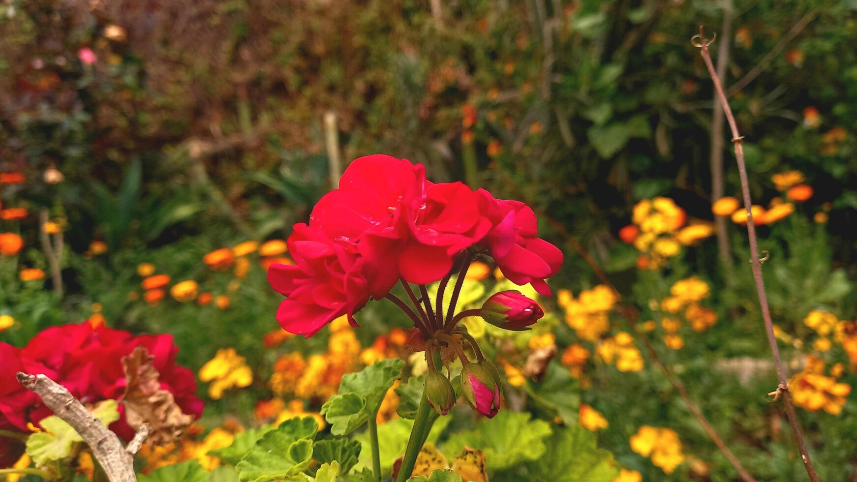 Geranium, Pelargoniums, or storksbills garden flowers photo