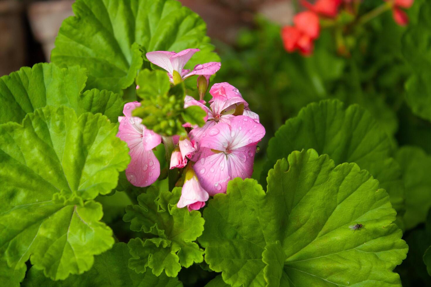 Geranium, Pelargoniums, or storksbills garden flowers photo