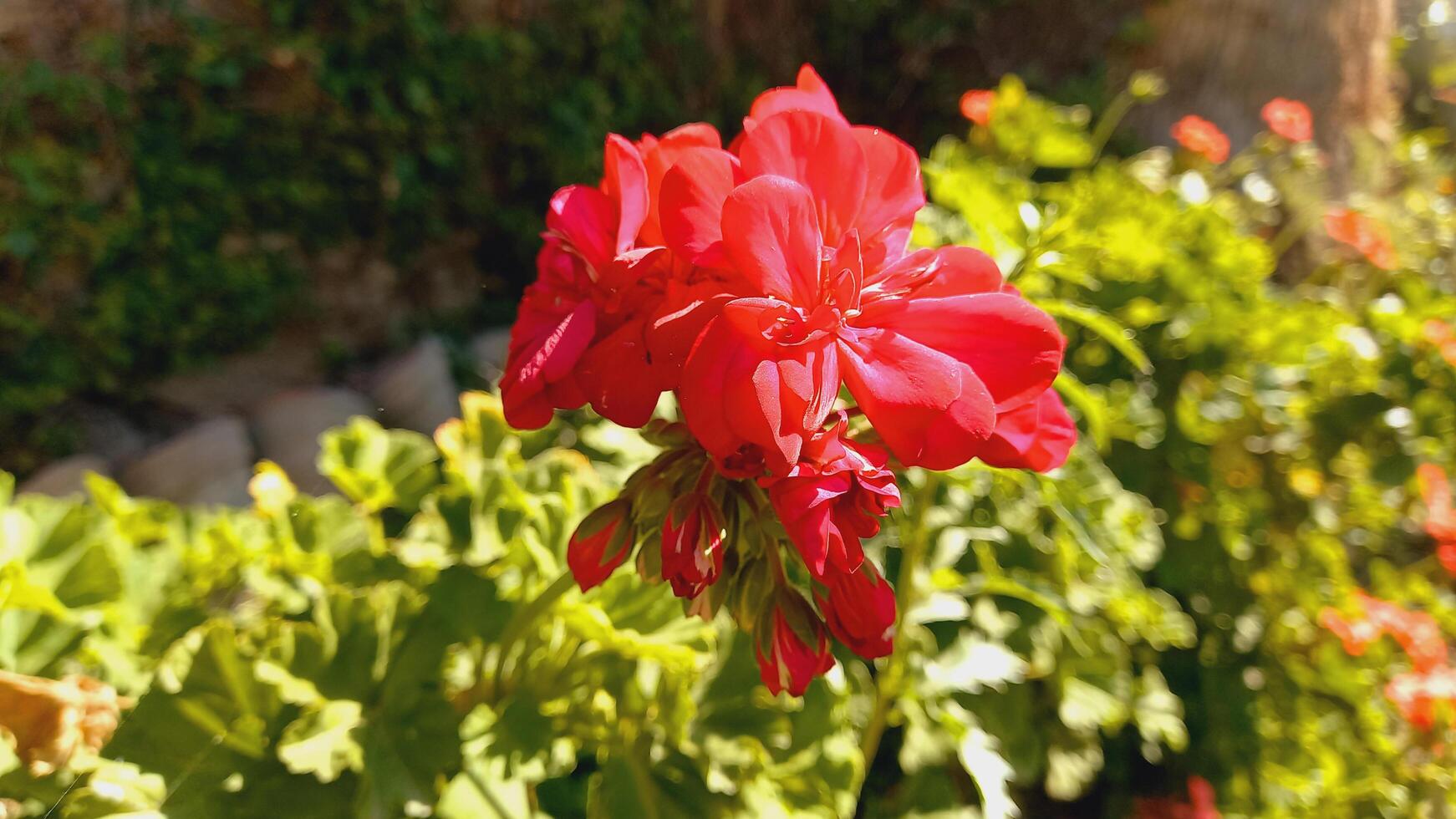 Geranium, Pelargoniums, or storksbills garden flowers photo