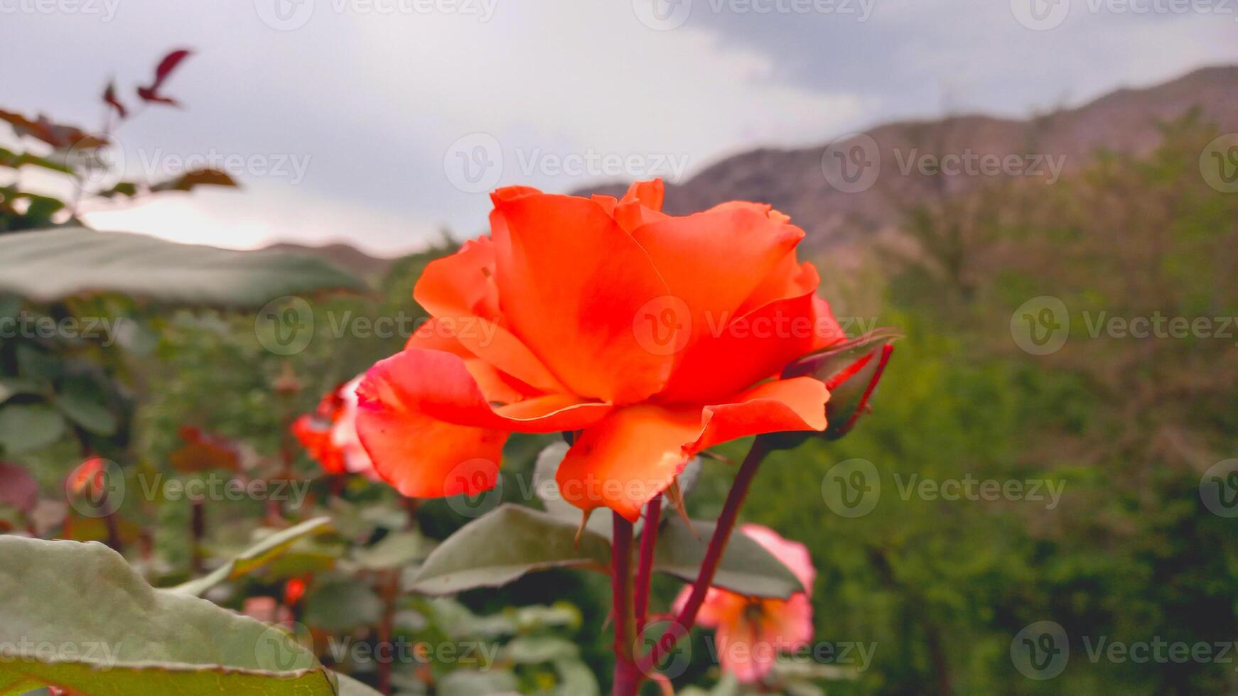Orange or yellow color Rose flowers blooming in a garden photo