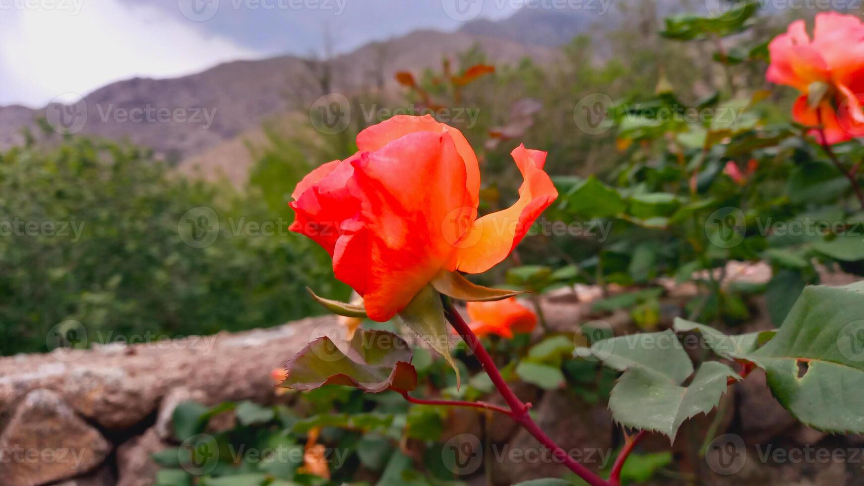Orange or yellow color Rose flowers blooming in a garden photo