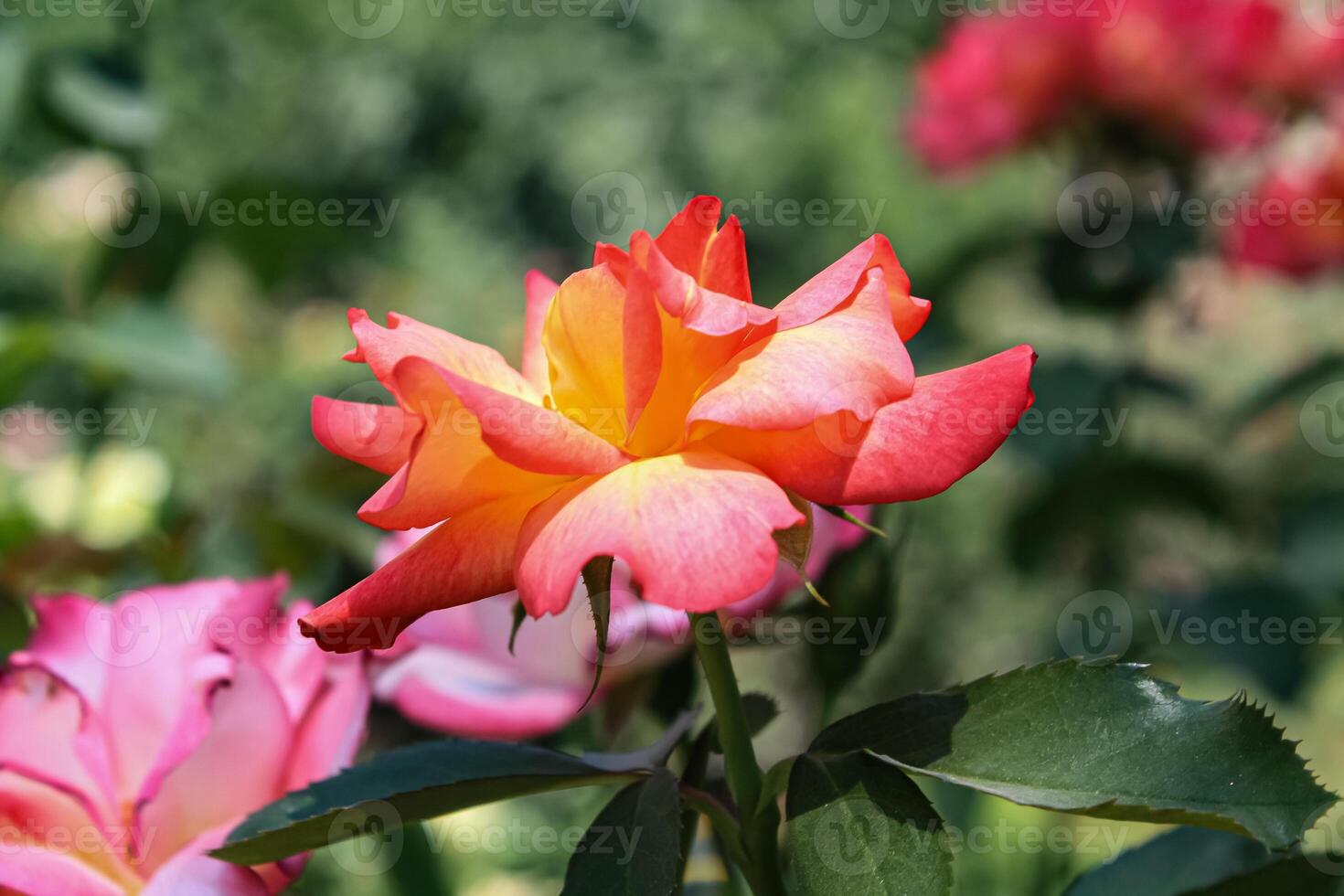 Blooming beautiful red pinky Roses photo