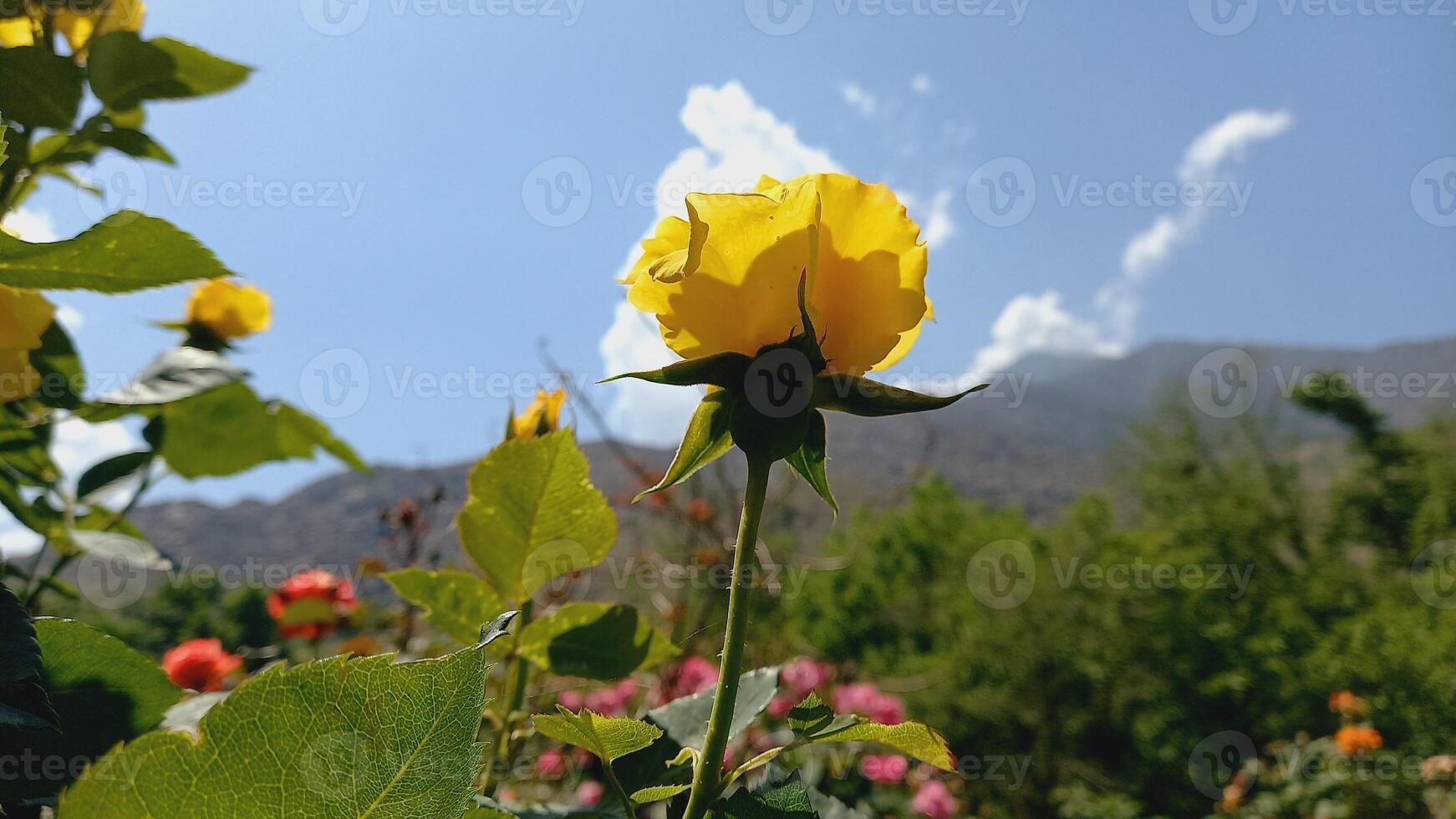 Sunshine in Bloom, Bright Yellow Roses Radiating Joy and Warmth for Your Artistic Needs photo