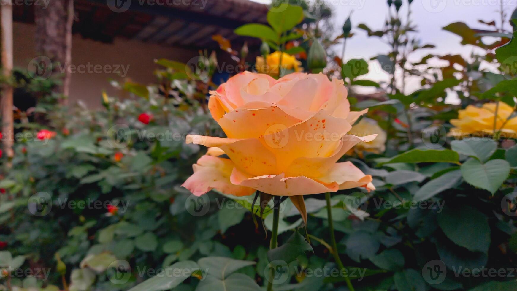 Sunshine in Bloom, Bright Yellow Roses Radiating Joy and Warmth for Your Artistic Needs photo