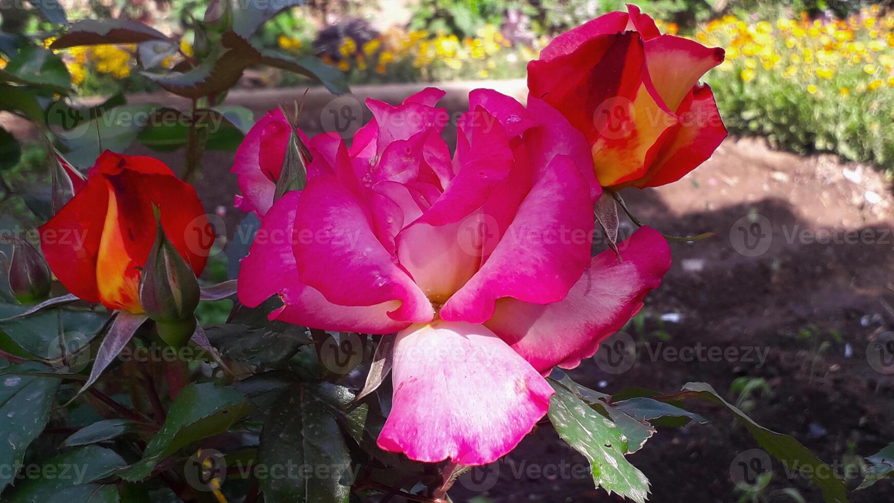 Blissful Pink Petal, Mesmerizing Rose Blossoms Paint My Garden in Shades of Pin photo
