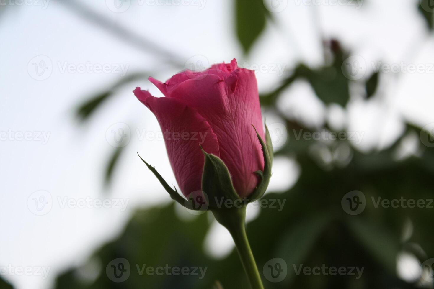 Blissful Pink Petal, Mesmerizing Rose Blossoms Paint My Garden in Shades of Pin photo