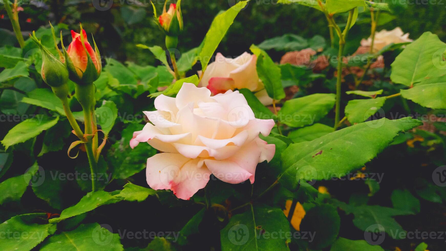 Pinky white Roses blooming photo