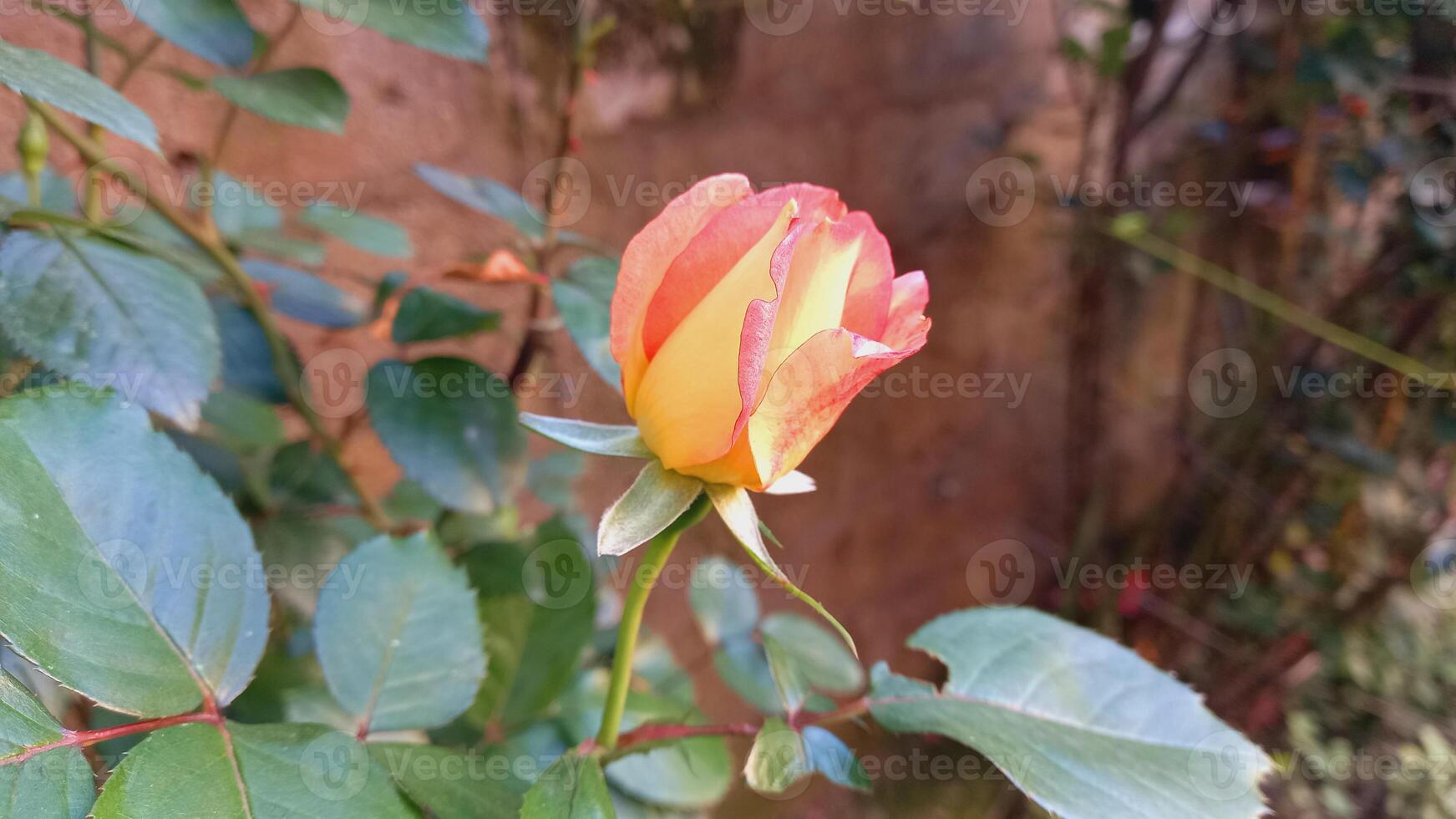 Rose flowers in yellow and orange colors photo