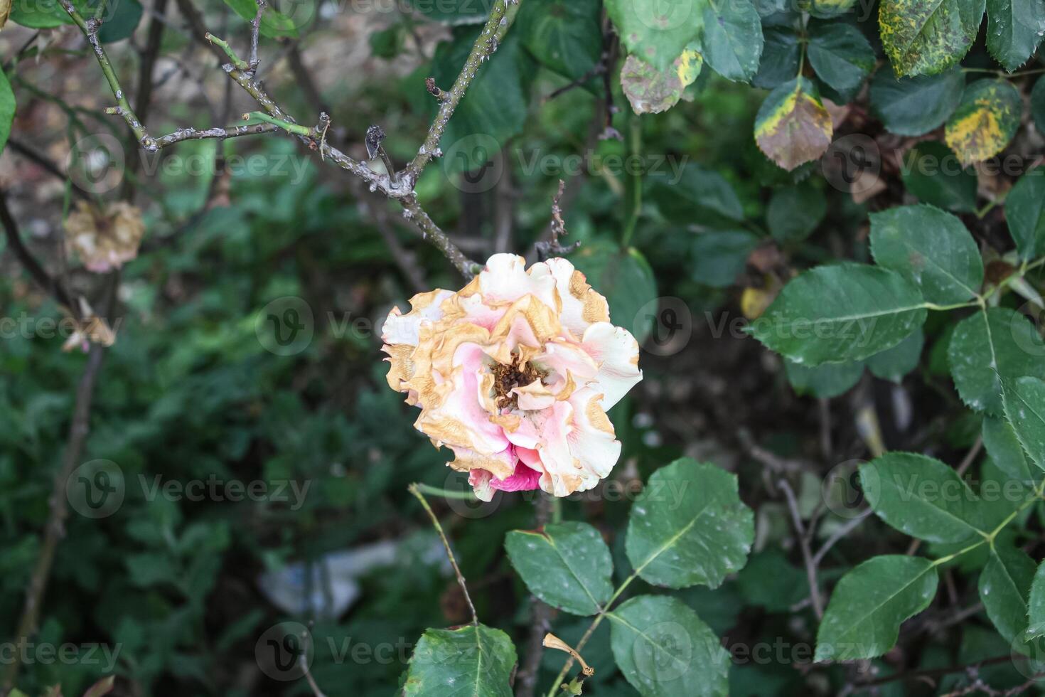 Pinky white Roses blooming photo