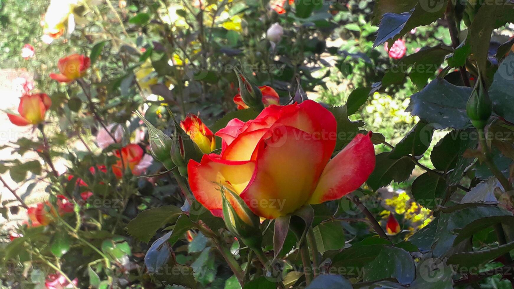 Orange or yellow color Rose flowers blooming in a garden photo