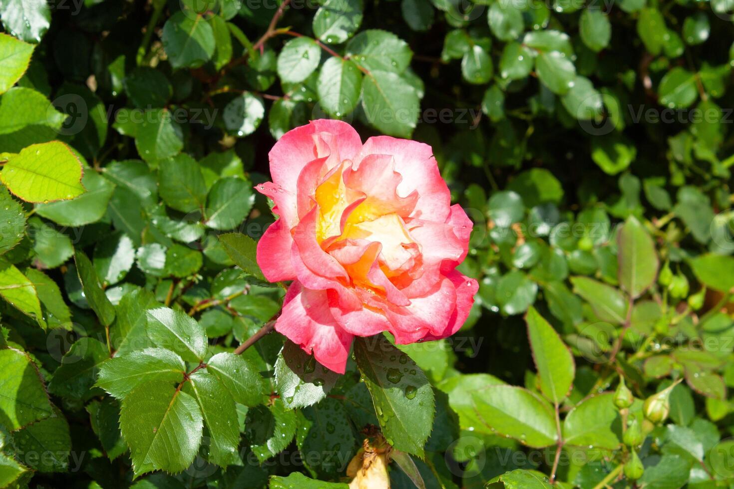 Orange or yellow color Rose flowers blooming in a garden photo