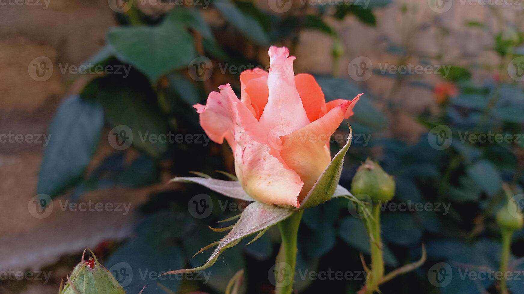 Rose flowers in yellow and orange colors photo