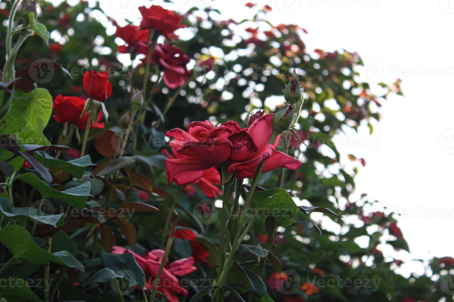 Passionate Ruby Blooms, Vibrant Red Roses Flourishing or Radiant Citrus Hues, Captivating Orange Rose Blooms Adorning My Garden photo