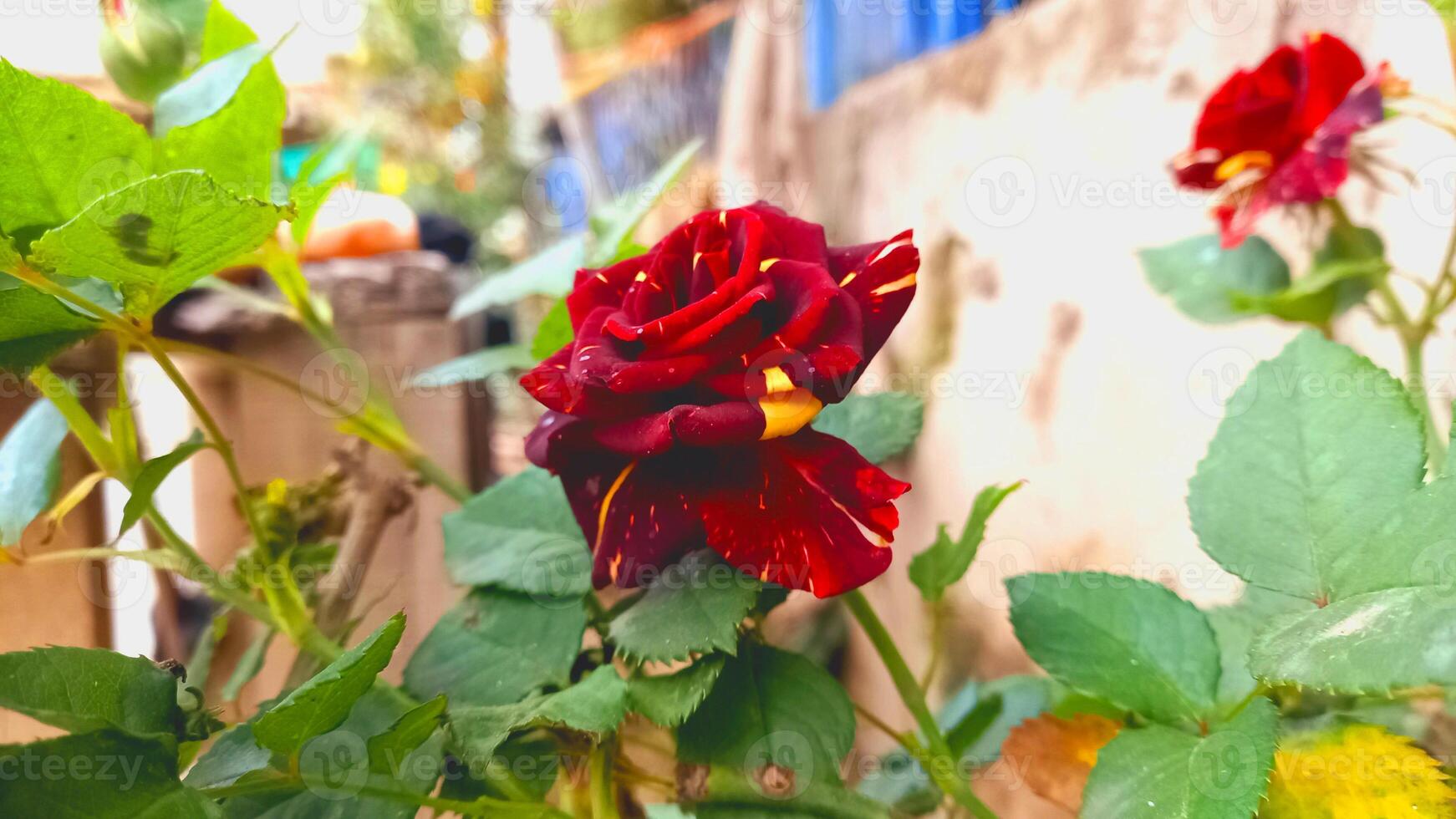 Exquisite Rose Flowers in a Rainbow of Colors - Perfect for Every Occasion photo