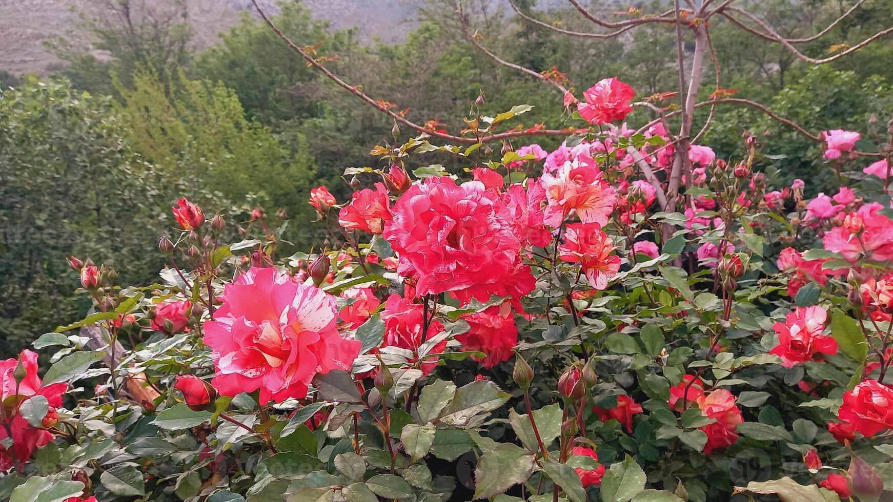 Blooms of Elegance, A Stunning Collection of Enchanting Rose Flowers From My Garden photo