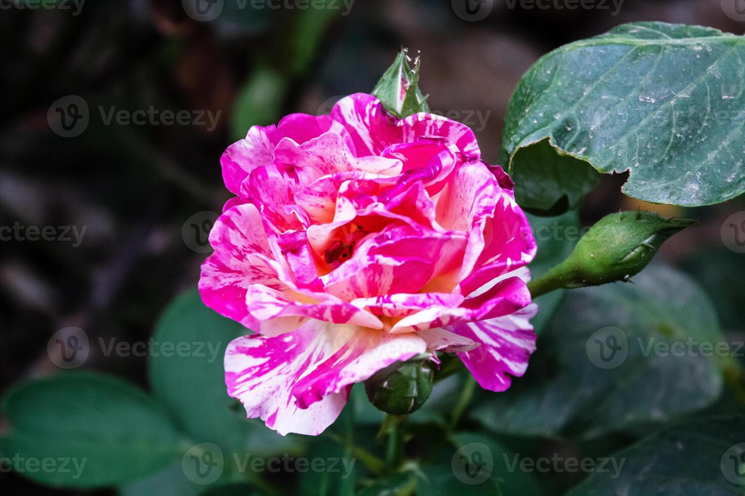 Exquisite Rose Flowers in a Rainbow of Colors - Perfect for Every Occasion photo