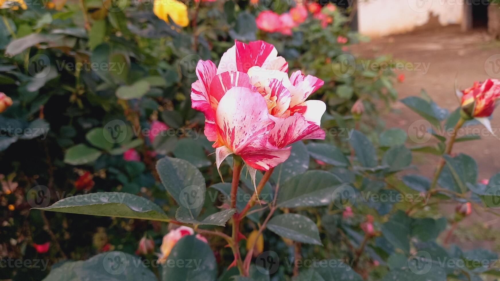 Exquisite Rose Flowers in a Rainbow of Colors - Perfect for Every Occasion photo
