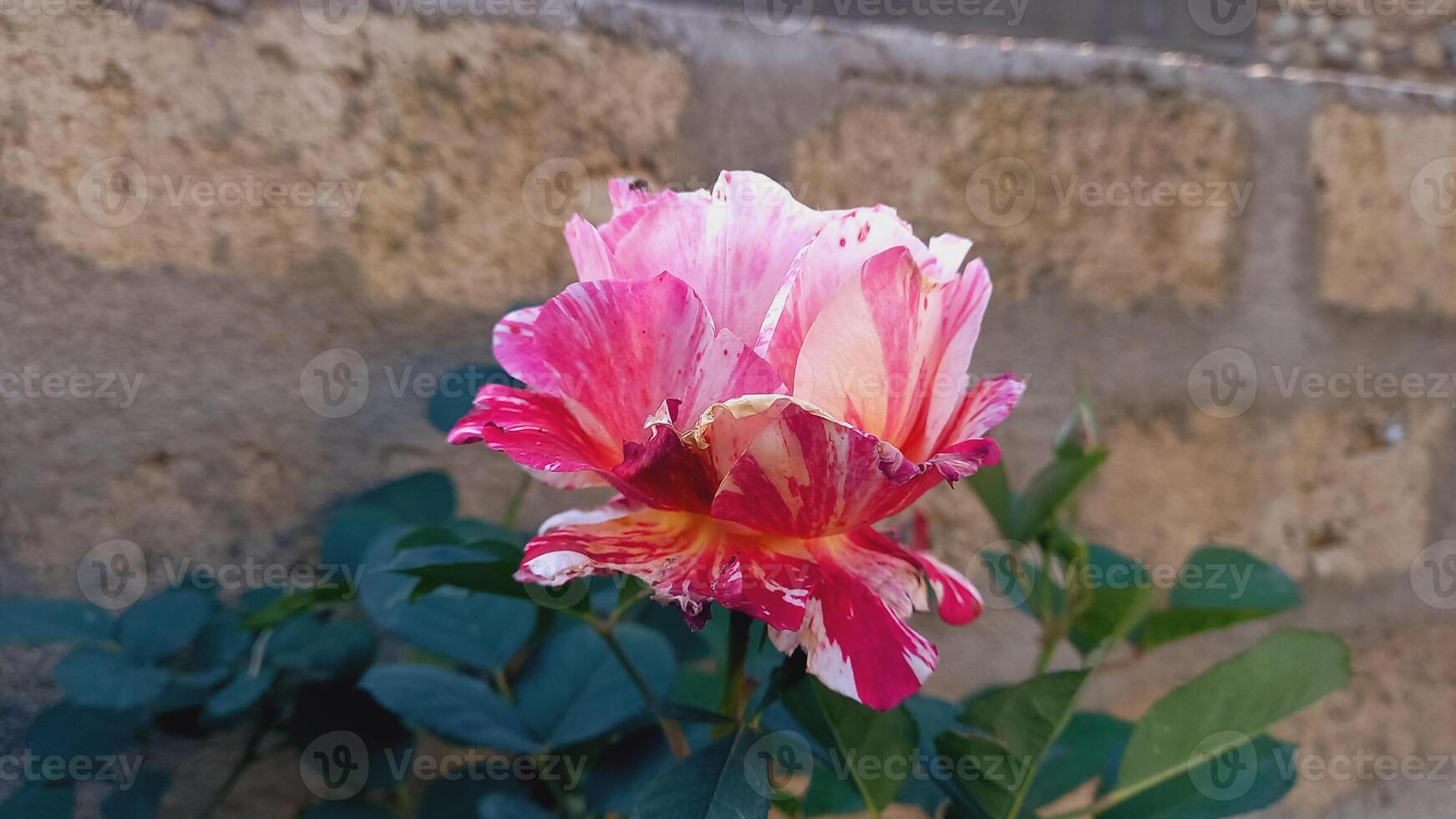 Exquisite Rose Flowers in a Rainbow of Colors - Perfect for Every Occasion photo