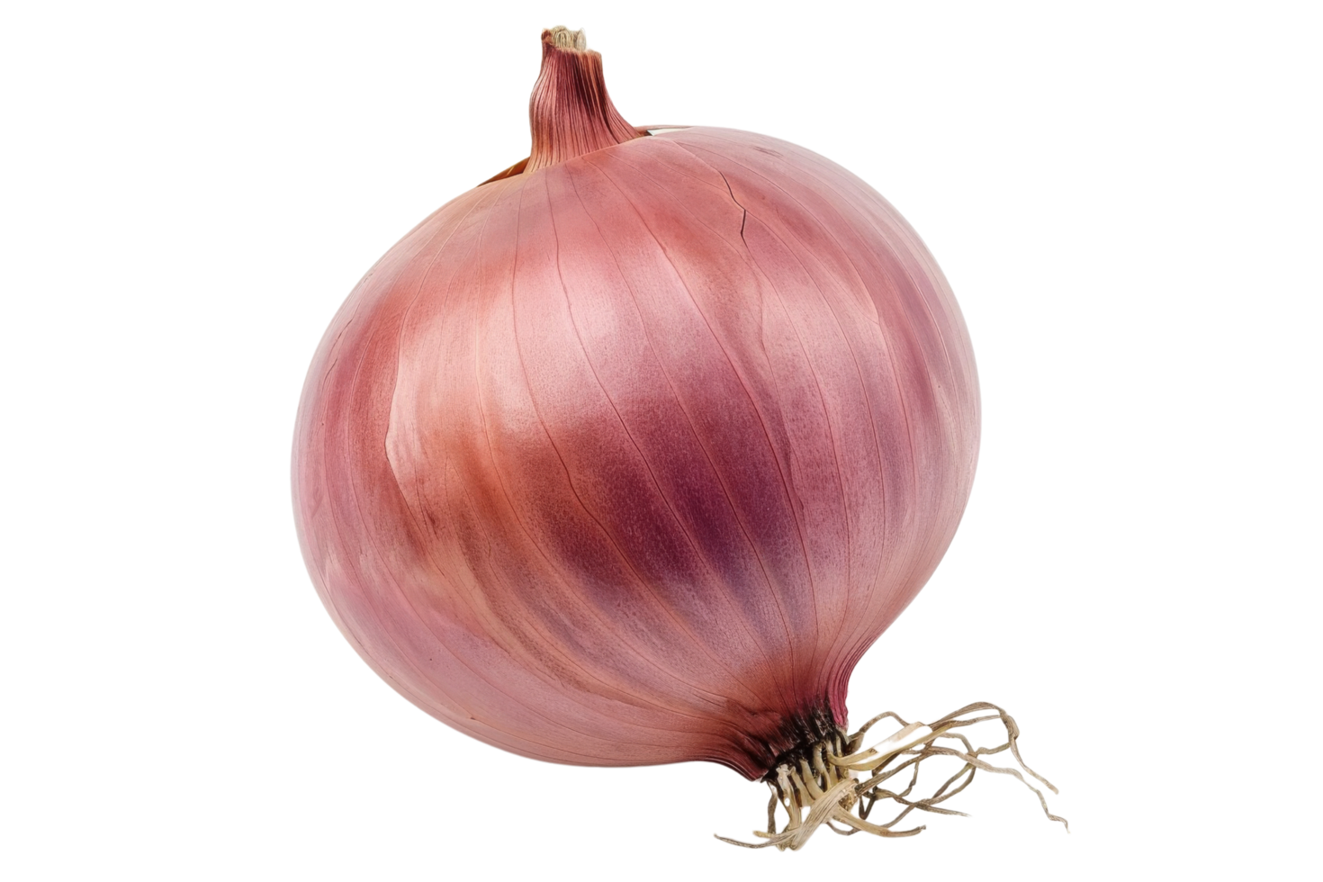 Red onion Isolated png
