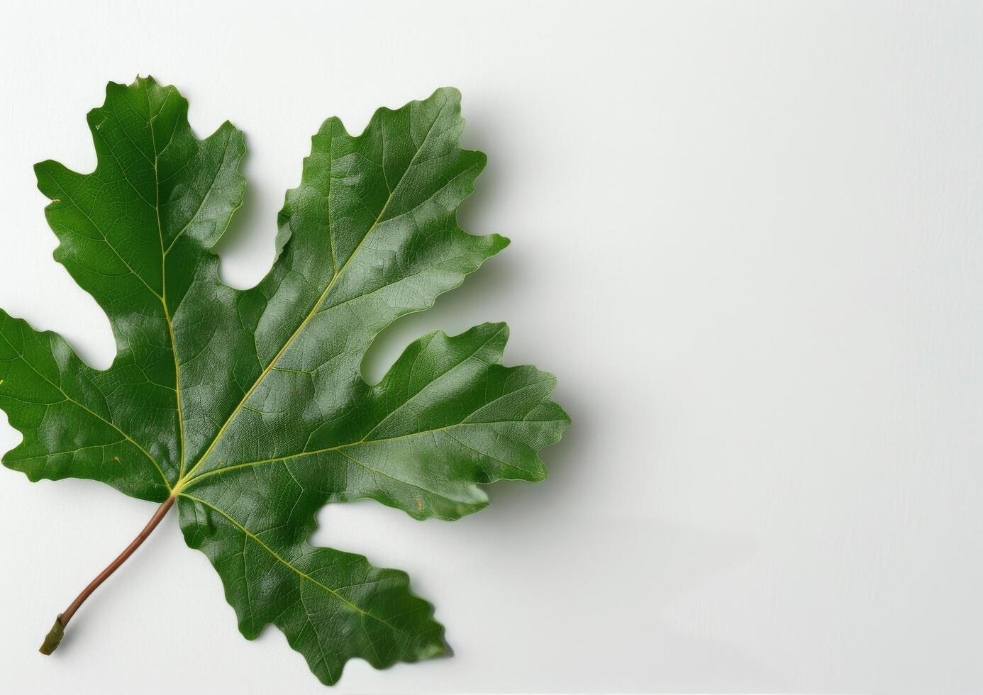Green Leaf on White Background photo