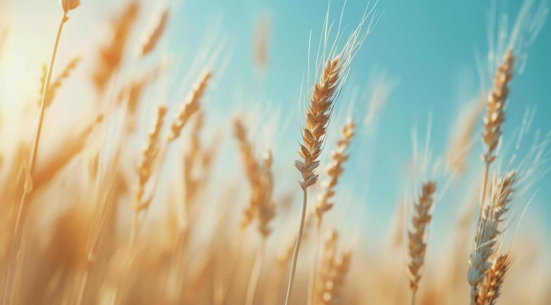 Golden Wheat Field At Sunset photo