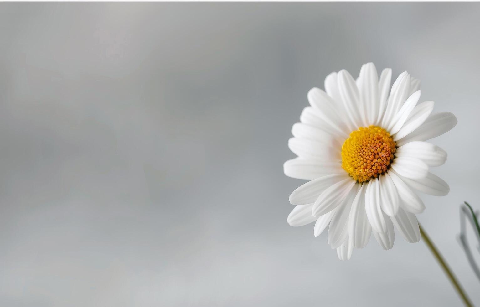 Single White Daisy Flower on White Background photo