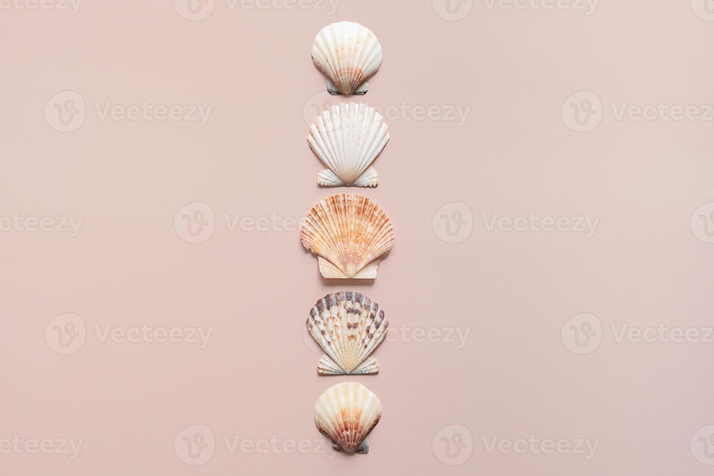 Sea shells arranged in line. photo
