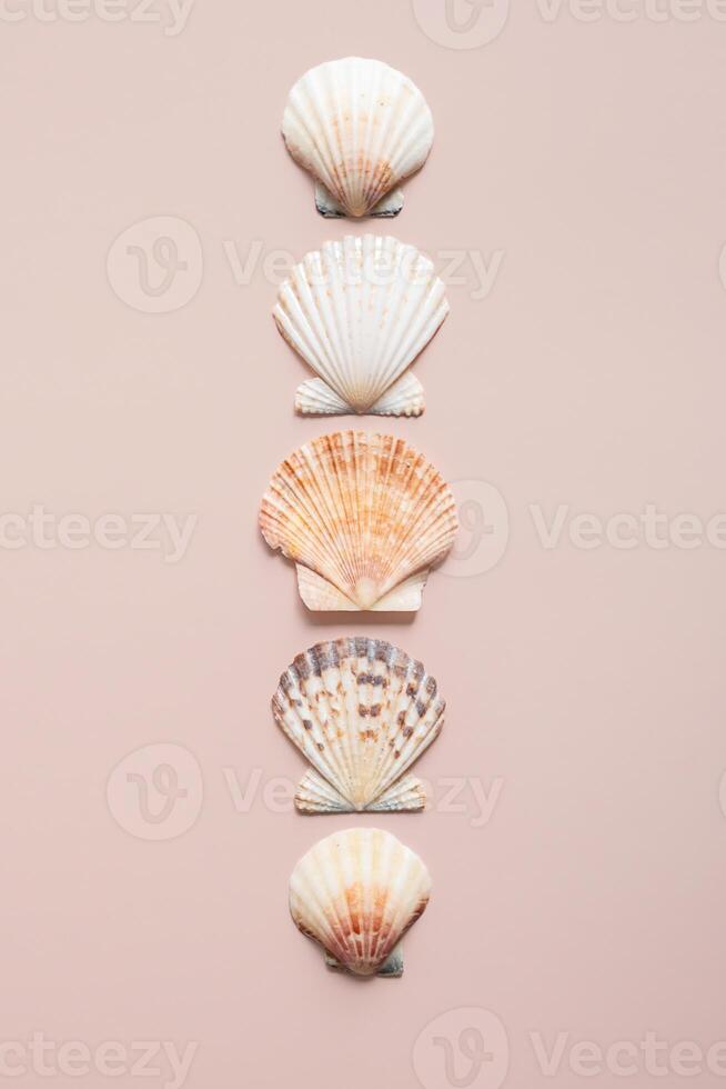Sea shells arranged in line. photo