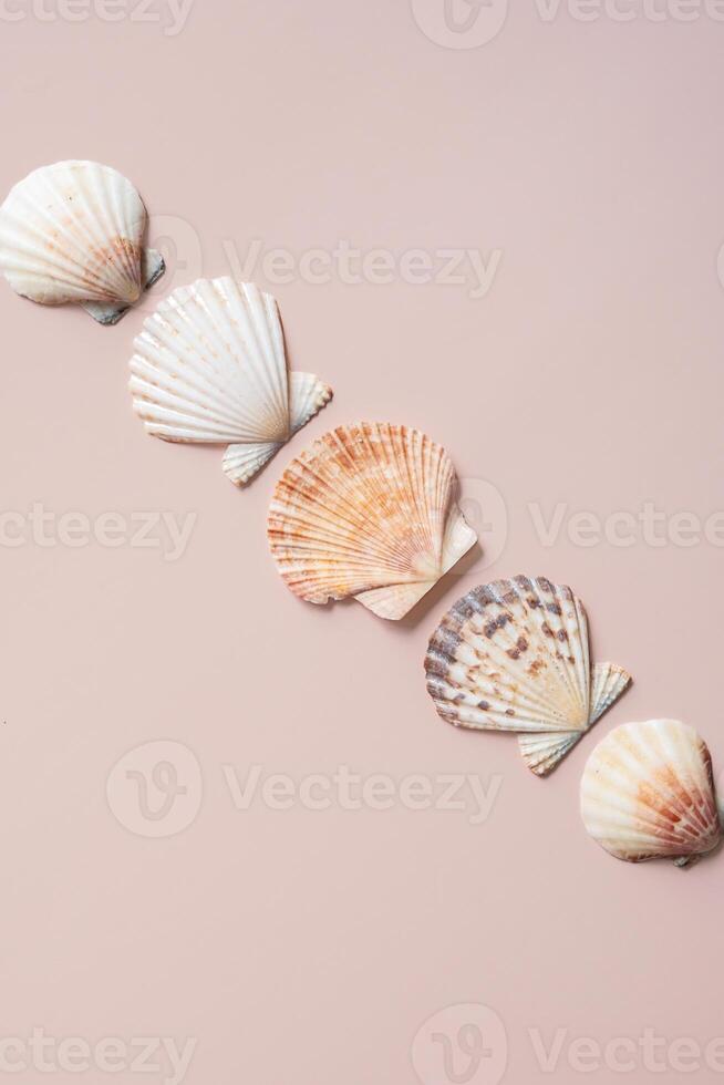 Sea shells arranged in line. photo