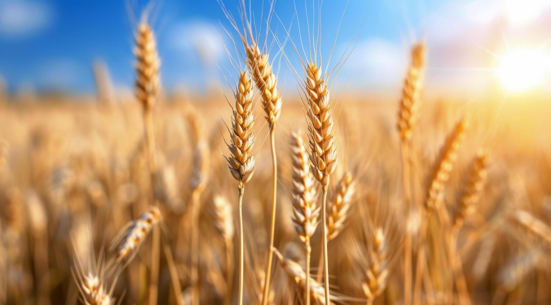 Wheat Field at Sunset photo